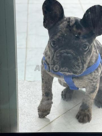 Bulldog black merle Femmell 6 أشهر
