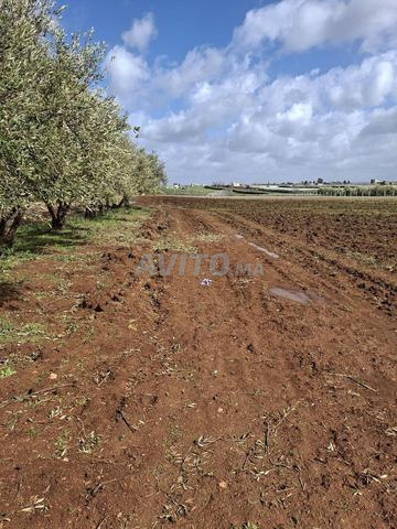 6 هكتارات منطقة الحاجب مكناس