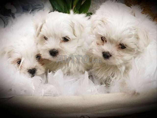 bichon blanc miniature