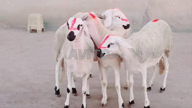 Bonjour, il y a 30 agnelles Serdia prêtes à la reproduction