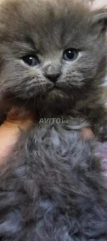 قطة نشيطة للبيع