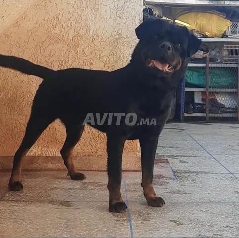 Mâle Rottweiler race pure