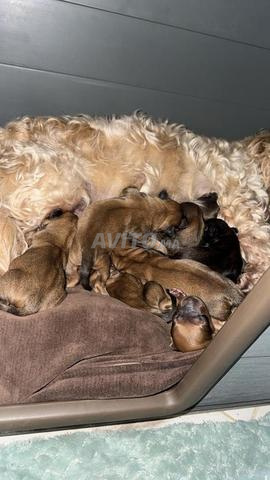 كلاب بودل للبيع