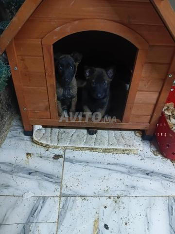 Chiot malinois charbonné