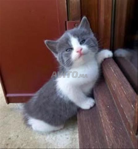 Chaton bébé gris âgé de 45 jours