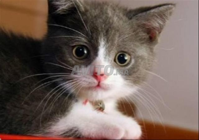 قطة صغيرة رمادية عمرها 45 يومًا