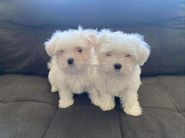 جراء صغيرة الحجم بيشون