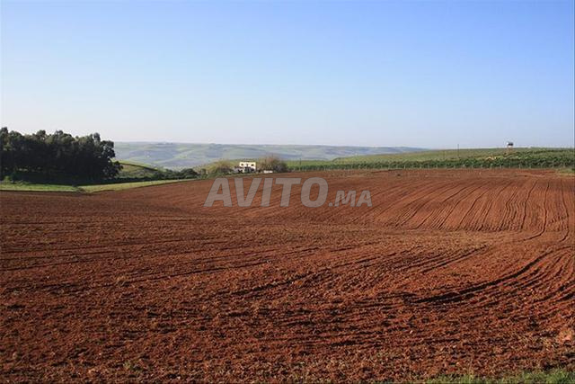 Terrain agricole 3 hectares titré à Ouled Said