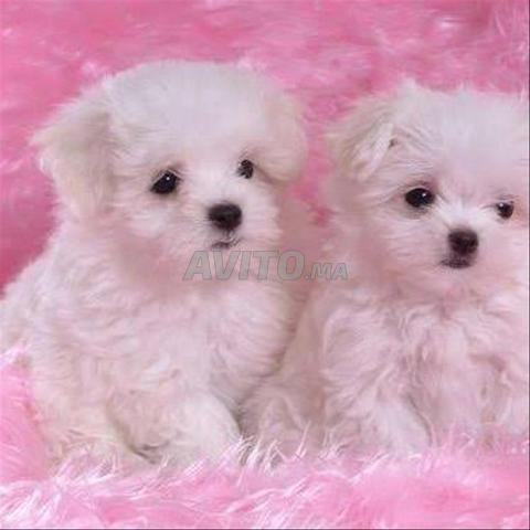 Bichon maltais nain