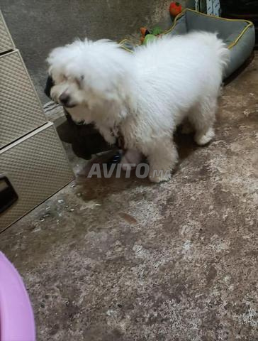 Toy poodle ,⬅ Chien Caniche