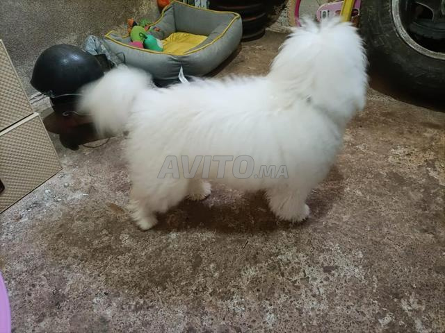 Toy poodle ,⬅ Chien Caniche - 2