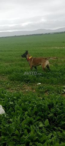 كلب مالينو حر للبيع