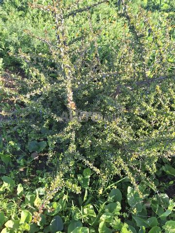 أرض الأركان موثقة