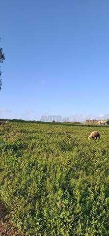 أرض للبيع في سلا الجديدة