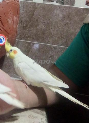 ذكر كالوبسيت مدرب مولف اليد