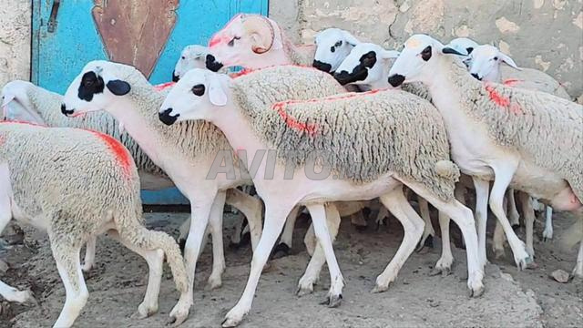 30 hawlia sardia mliha