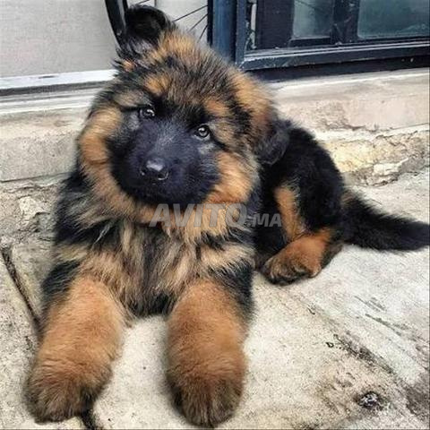 جرو الراعي الألماني