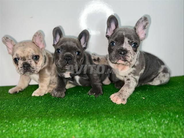 chiot bouledogue français exotique