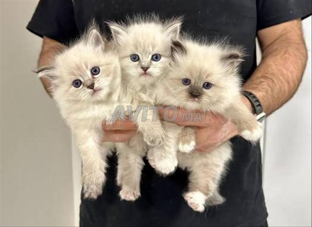 قطة صغيرة من نوع راغدول