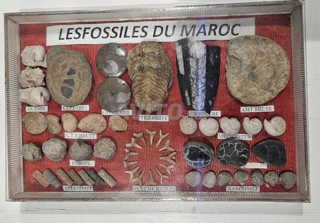 إطار من أحافير طبيعية