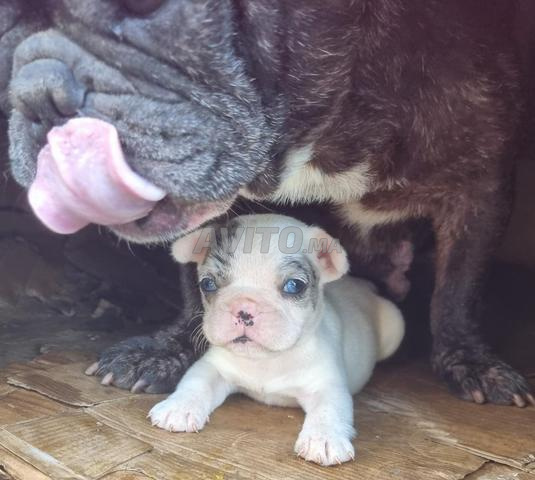 Boldog français petit 25jour avec mama 4ans