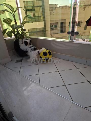 بيشون هافانيز