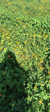 16 هكتار محفظة