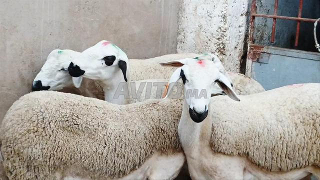 Génisse Sarda de bonne qualité, prix raisonnable