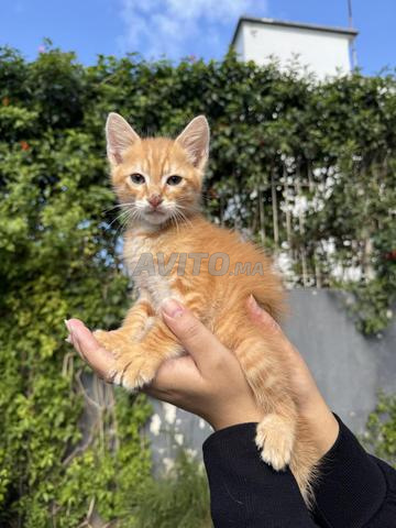 قطط صغيرة للتبني