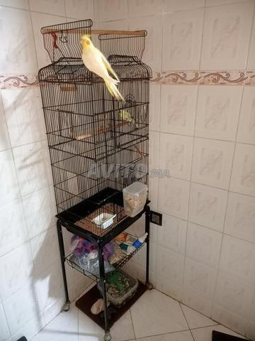 Couple calopsitte avec Cage