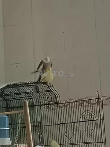 Couple calopsitte avec Cage - 2