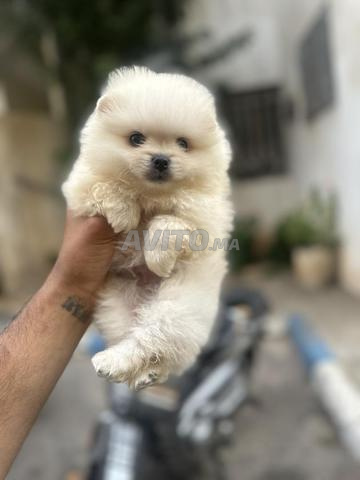 Spitz nain loulou de pomeranie