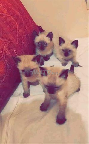 قط سيامي أصيل