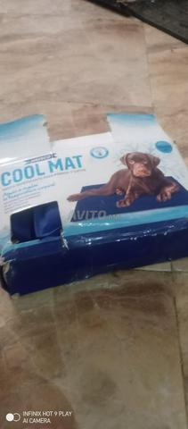 Accessoires pour animaux