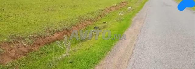 Terrain zone agricole à zili