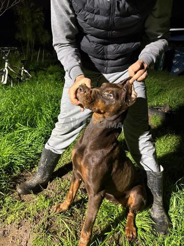 أنثى دوبرمان