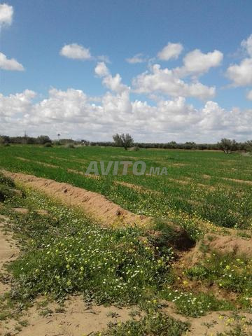 بيع أرض فلاحية بمساحة 40303 متر مربع في مراكش