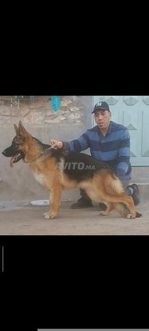 أنثى كلب الراعي الألماني ذو نسب