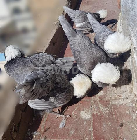 Oeufs et poussins Hollandais disponibles