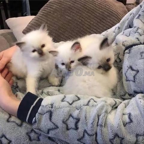 Bébé chat bermai sacré