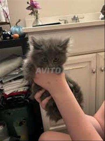 Bébé chat race Griz Bleu rouss