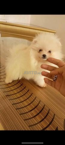 Spitz Loulou Pomeraniane