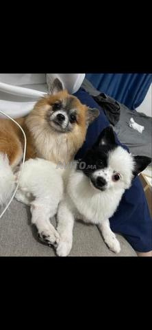 باندا عمرها 8 أشهر نوع بوميرينيان