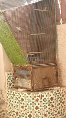 Grande cage pour les oiseaux