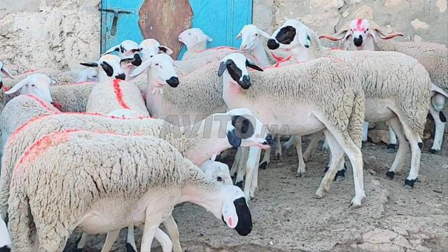 Génisse Sarda de bonne qualité