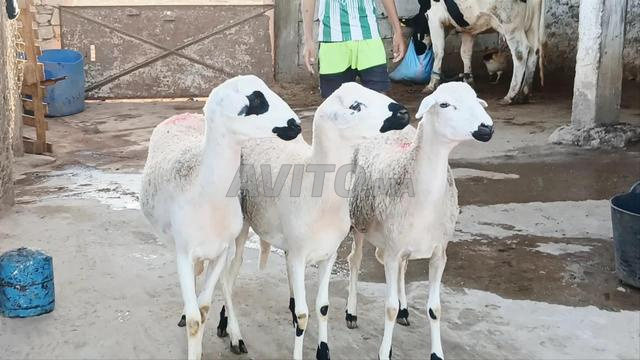 Annuelle Sardia Darra Mliha