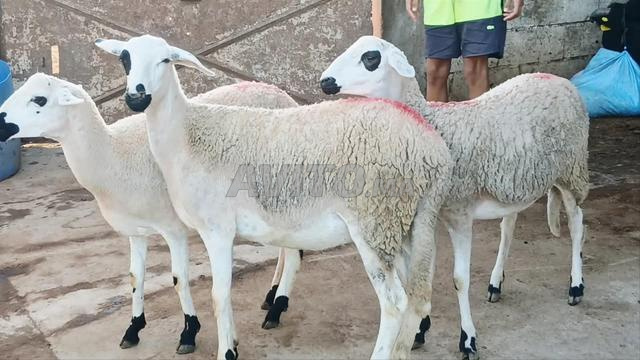 Annuelle Sardi bonne et rentable