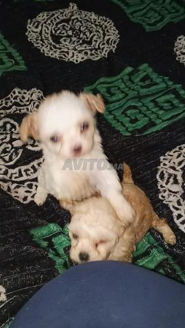 Chiens Poodle