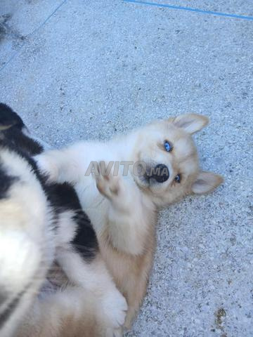 A vendre femelle husky malamute