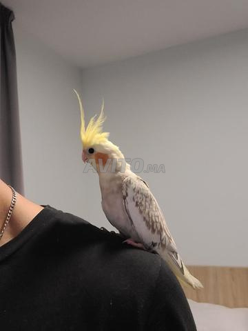 2 Callopsitte dressés à la main, au vol libre, chant